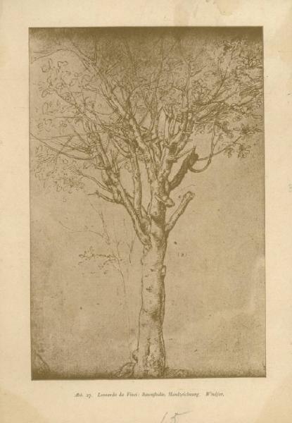 Cesare da Sesto - Studio di albero - Disegno - Windsor - Royal Collection
