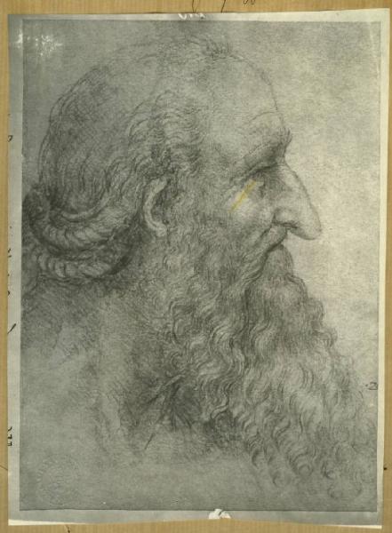 Autore del nord italiano inizio sec. XVI - Ritratto maschile - Testa di vecchio di profilo - Disegno