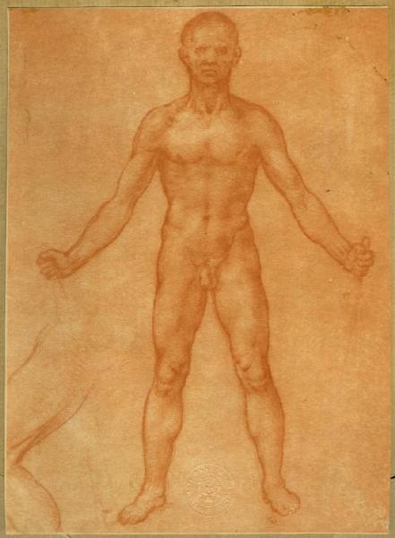 Leonardo da Vinci - Studio di nudo maschile, visione frontale - Disegno - Windsor - Royal Library