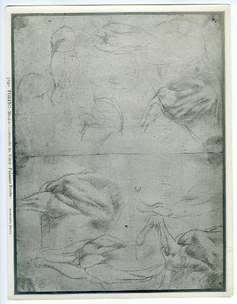 Leonardo da Vinci - Studi anatomici di cavalli (zampe anteriori) - Disegno - Torino - Boblioteca Reale