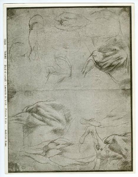 Leonardo da Vinci - Studi anatomici di cavalli (zampe anteriori) - Disegno - Torino - Boblioteca Reale