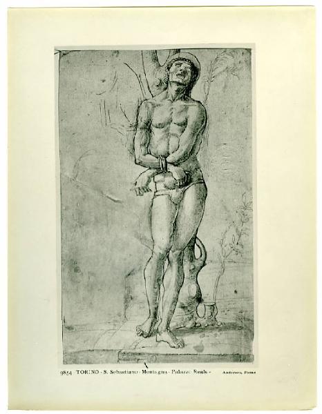 Montagna, Bartolomeo? - San Sebastiano legato ad un albero - Disegno - Torino - Boblioteca Reale