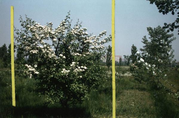 Cinisello Balsamo - Parco Nord in primavera, settore Est - Rimboschimento (primi lotti) - Albero (Biancospino) in fiore - Tagli editoriali