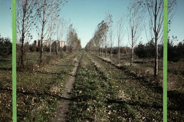 Cinisello Balsamo - Parco Nord, settore Est - Rimboschimento (primi lotti) - Filari di cipressi - Sullo sfondo l'ospedale Bassini - Tagli editoriali