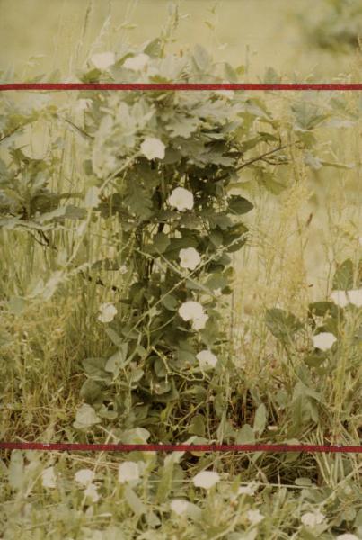 Cinisello Balsamo - Parco Nord, settore Est - Rimboschimento (primi lotti) - Nuove Piantumazioni - Giovane pianta di farnia