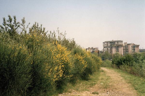 Sesto San Giovanni - Parco Nord, settore Montagnetta - La Montagnetta, sentiero - Arbusti in fiore - Palazzi su Viale Fulvio Testi