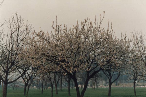 Sesto San Giovanni - Parco Nord, settore Torretta - Villa Torretta, giardino - Alberi da frutto in fiore