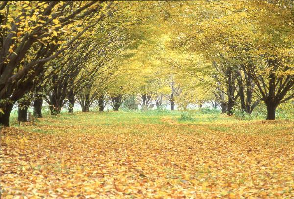 Cinisello Balsamo - Parco Nord, settore Est - Grande Rotonda (Gorki) - Filari di alberi - Autunno - Foglie secche