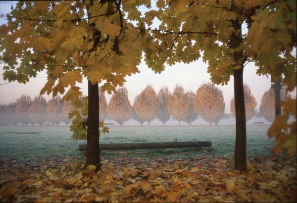 Cinisello Balsamo - Parco Nord, settore Est - Grande Rotonda (Gorki) - Stazione del Percorso Vita - Filari di alberi - Autunno - Foglie secche