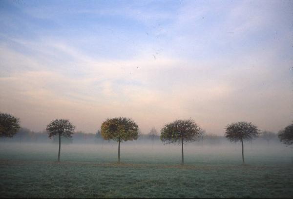 Cinisello Balsamo - Parco Nord, settore Est - Grande Rotonda (Gorki) - Filari di alberi (acero globosa) - Autunno - Foglie secche - Nebbia