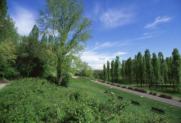 Sesto San Giovanni - Parco Nord, settore Montagnetta - Percorso ciclopedonale che costeggia la Montagnetta verso nord - Panchine - Filari di alberi