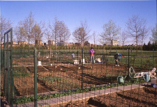 Cinisello Balsamo - Parco Nord, settore Est - Orti sociali Cinisello adiacenti alla Grande Rotonda (Gorki) - Uomo che zappa