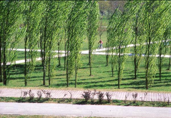 Sesto San Giovanni - Parco Nord, settore Montagnetta - Percorsi ciclopedonali che costeggiano la Montagnetta verso nord - Panchine - Filari di alberi (pioppo cipressino) - Persona in bicicletta