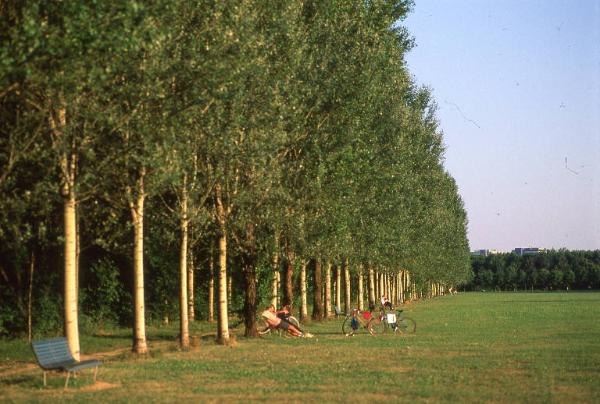 Cinisello Balsamo - Parco Nord, settore Est - Prato antistante la Cascina Centro Parco - Filare di pioppi a ridosso di un'area boschiva - Persone sedute sulla panchina - Biciclette