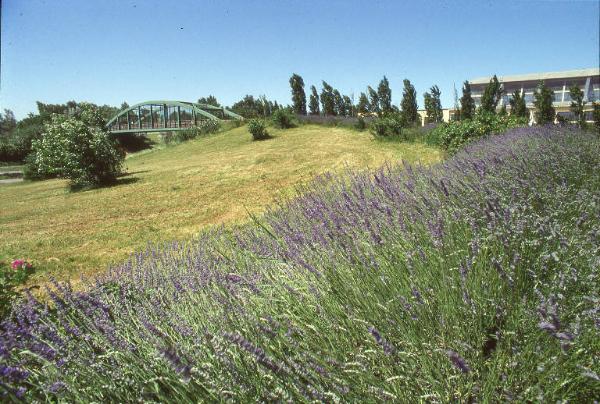 Sesto San Giovanni - Parco Nord, settore Est - Veduta della Passerella ciclopedonale Clerici e dell'area industriale al confine del Parco - Cespugli di lavanda in fiore