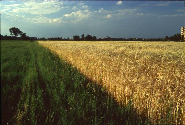 Milano - Parco Nord, settore Via Adriatico - Area vicino alla Passerella Berbera - Campo di orzo