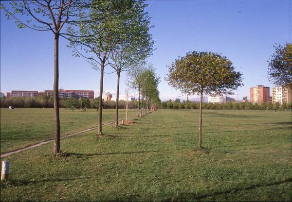 Cinisello Balsamo - Parco Nord, settore Est - Grande Rotonda (Gorki) - Filari di tigli (a sinistra) e acero globosa (a destra) di recente piantumazione - Prato - Percorso ciclopedonale - Sullo sfondo Cinisello Balsamo