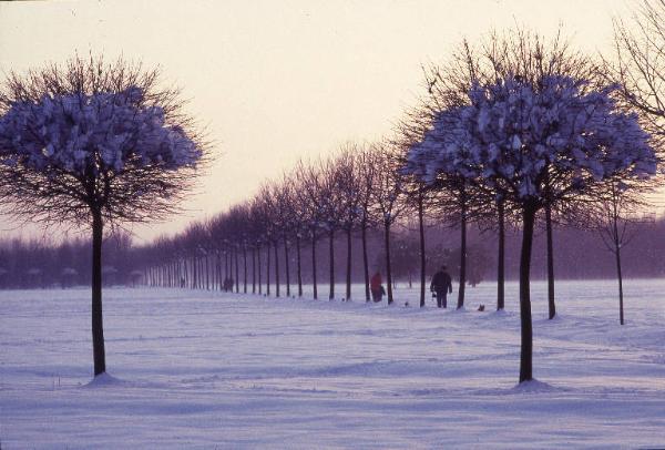 Cinisello Balsamo - Parco Nord, settore Est - Grande Rotonda (Gorki) - Filari di acero globosa (in primo piano) e tigli (a destra) - Persone a passeggio sulla neve - Cane - Inverno