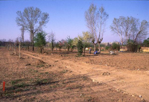 Milano - Parco Nord, settore Niguarda - Area adiacente ingresso via Cesari - Terreno - Lavori di piantumazione - Filare di alberi (gelso)