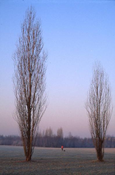 Cinisello Balsamo / Bresso - Parco Nord, settore Est - Alberi (pioppo cipressino) - Prato - Persona a passeggio con cane - Inverno