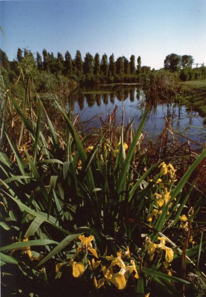 Sesto San Giovanni - Parco Nord, settore Montagnetta - Laghetto artificiale Suzzani - Vegetazione acquatica - Canne - Fiori - Primavera