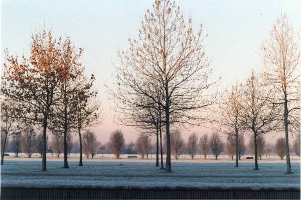 Cinisello Balsamo - Parco Nord, settore Est - Grande Rotonda (Gorki) - Filari di alberi - Inverno - Brina - Panchine