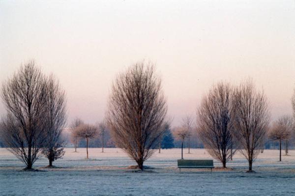 Cinisello Balsamo - Parco Nord, settore Est - Grande Rotonda (Gorki) - Filari di alberi (in primo piano carpino piramidale) - Inverno - Brina - Panchina