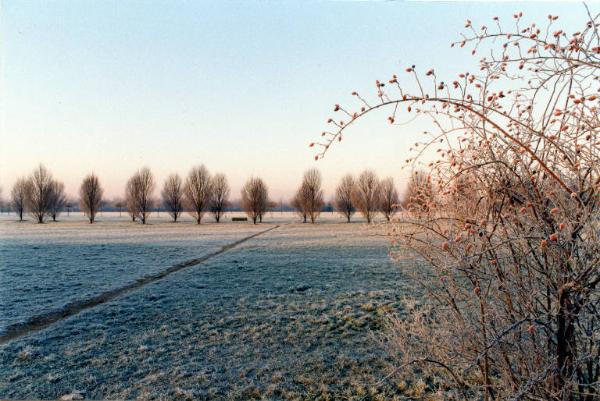 Cinisello Balsamo - Parco Nord, settore Est - Grande Rotonda (Gorki) - Filari di alberi - Cespuglio con bacche - Inverno - Brina - Panchina