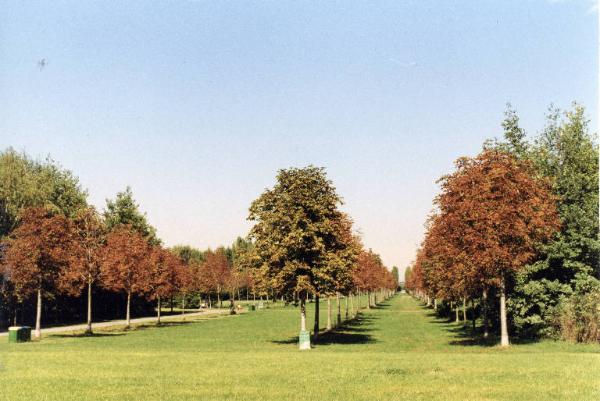 Sesto San Giovanni - Parco Nord, settore Est - Cannocchiale degli ippocastani (verso nord) - Prati