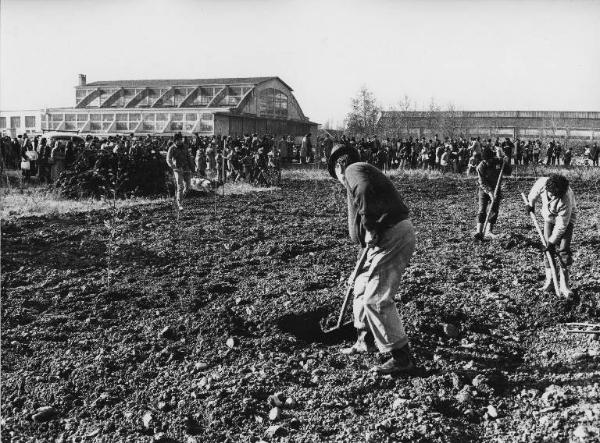 Sesto San Giovanni - Parco Nord, settore Est - Inaugurazione rimboschimento (1980) - Campo con nuove piantumazioni - Operai che scavano - Cittadini che assistono ai lavori - Sullo sfondo i capannoni Breda