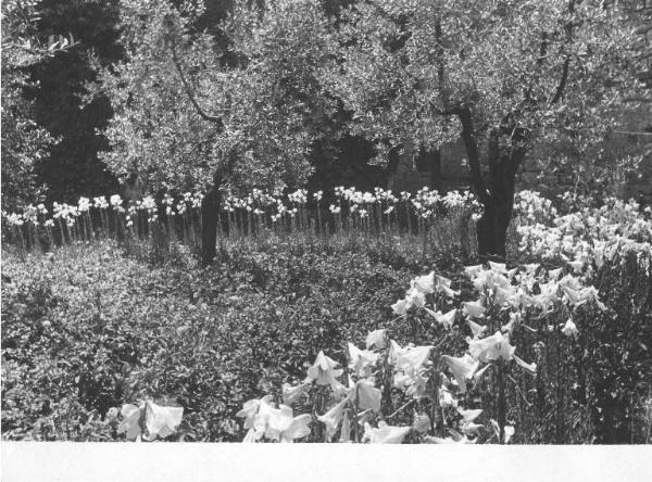 Paesaggio - montagna - alberi - fiori