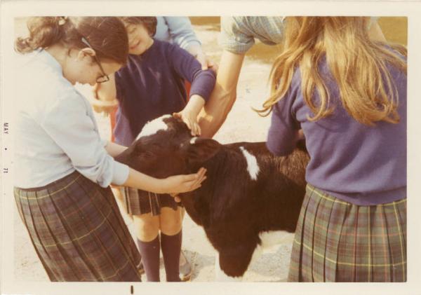 Gita scolastica degli allievi della scuola elementare dell'Istituto dei Ciechi di Milano - Fattoria - Bambine accarezzano un vitello