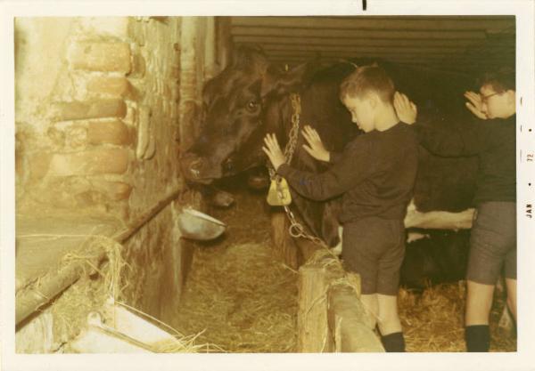 Gita scolastica degli allievi della scuola elementare dell'Istituto dei Ciechi di Milano - Fattoria - Interno di stalla - Bambini accarezzano una mucca