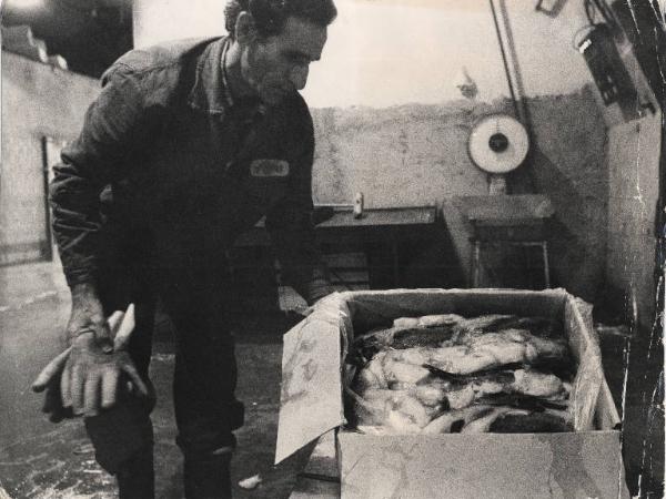 Milano - Deposito del pesce - Interno - Lavoratore - Pesce