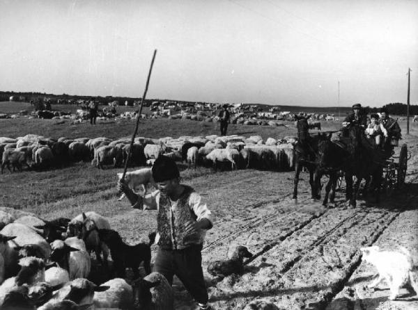 Scena del film "La steppa" - Regia Alberto Lattuada - 1962 - Alcuni pastori fanno uscire dal sentiero gruppi di pecore consentendo il passaggio di una carrozza