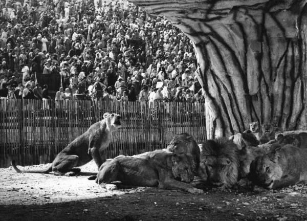 Scena del film "Barabba" - Regia Richard Fleischer - 1962 - Un gruppo di leoni nell'arena