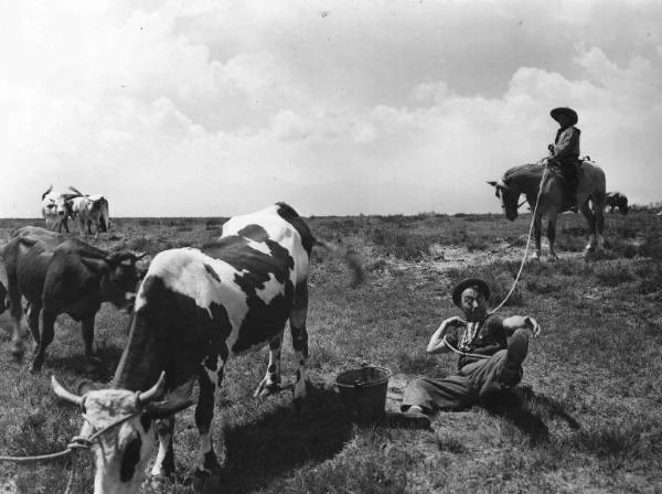 Scena del film "Come scopersi l'America" - Regia Carlo Borghesio - 1949 -L'attore Erminio Macario, accanto a una mucca, preso al lazo da un attore non identificato