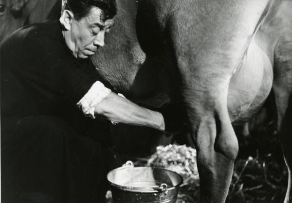 Scena del film "Don Camillo" - Regia Julien Duvivier, 1952 - Mezza figura di profilo di Fernardel mentre munge una mucca.