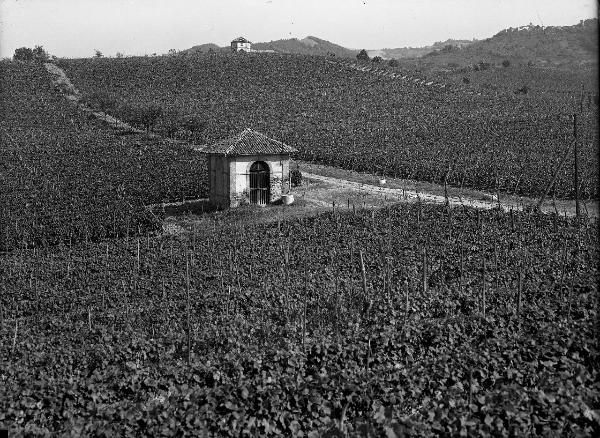 Oltrepo pavese - Codevilla - Veduta dei vigneti