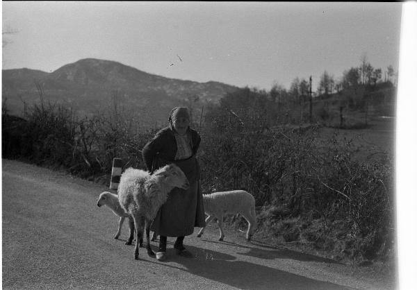 Ritratto femminile - Anziana con tre pecore - Colline dell'Oltrepo pavese