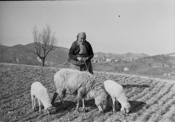 Ritratto femminile - Anziana signora con tre pecore - Varzi - Colline dell'Oltrepo pavese