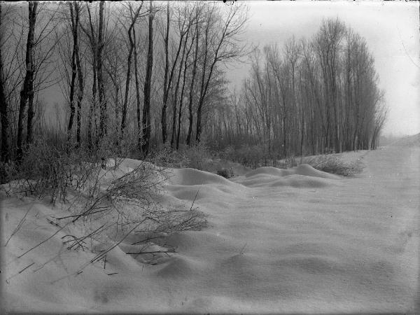 Pavia - Boschetto innevato