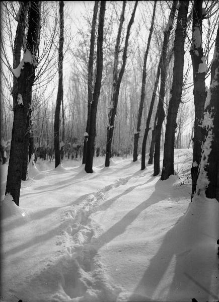 Pavia - Boschetto innevato