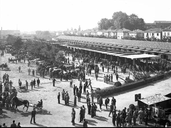 Pavia - Campo fiera cavalli