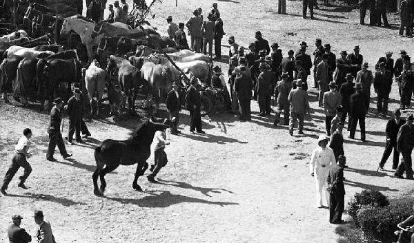 Pavia - Campo fiera cavalli