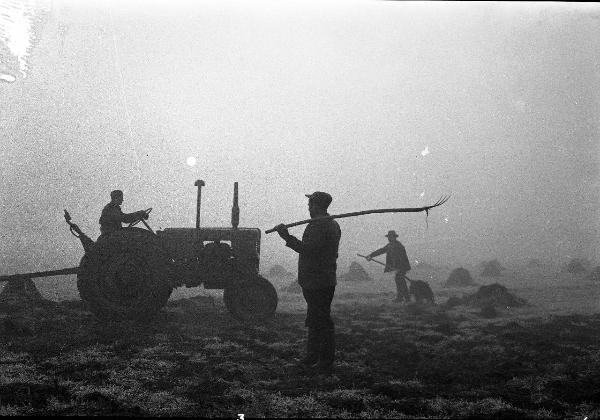 Pavia - campagna - lavoro agricolo