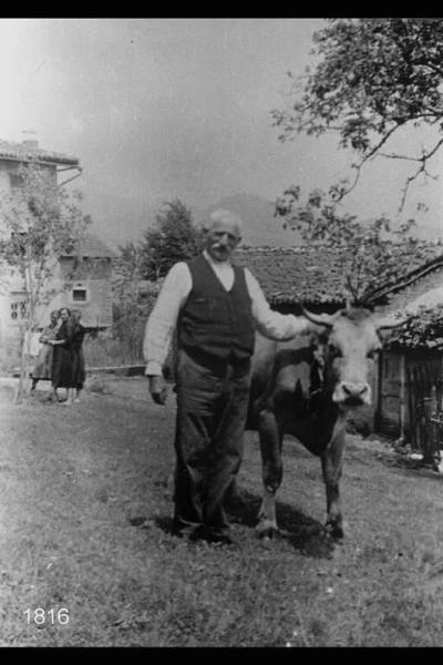 Ritratto di Francesco Moscheni vicino ad una vacca.