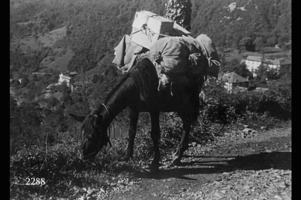 Mulo sulla vecchia mulattiera, unica via di collegamento col fondo valle fino al 1954. Istantanea in esterno. Il mulo carico di sacchi e casse. Gruppi - di case sullo sfondo.