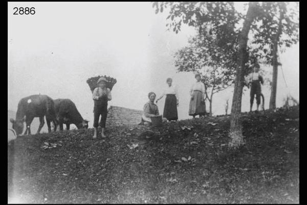 I membri della famiglia Angiolini al lavoro in campagna.