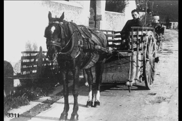 Ritratto di Carlo Rodeschini, di Locatello, sul carro per il trasporto del bestiame.